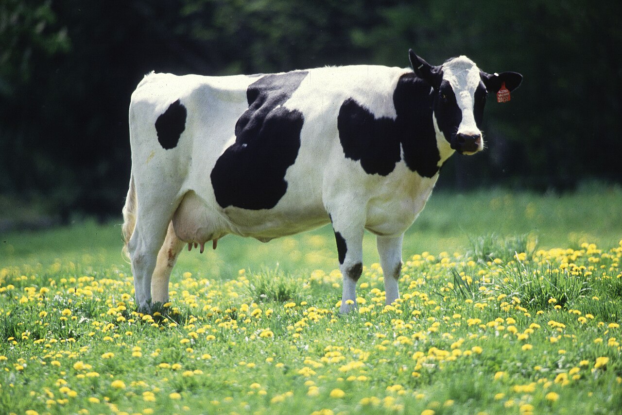 A Holstein dairy cow; dairy is among the sectors named in the Section 338 tariff threat.